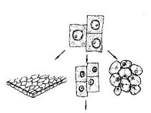 R-C (1).jpg